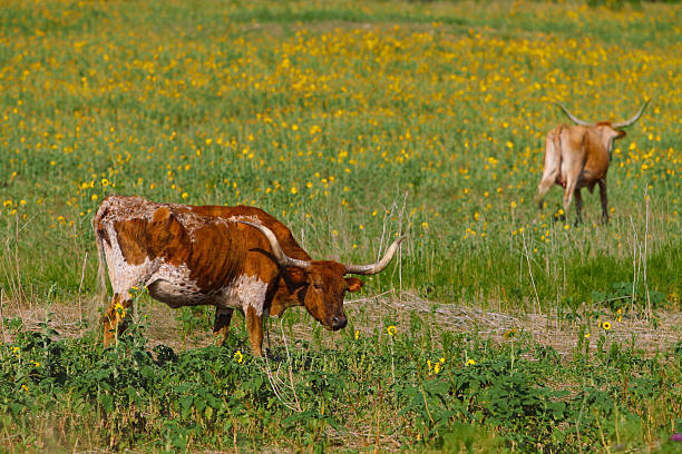 ロングホーン bevo - texas longhorn cattle horned bull long ストックフォトと画像