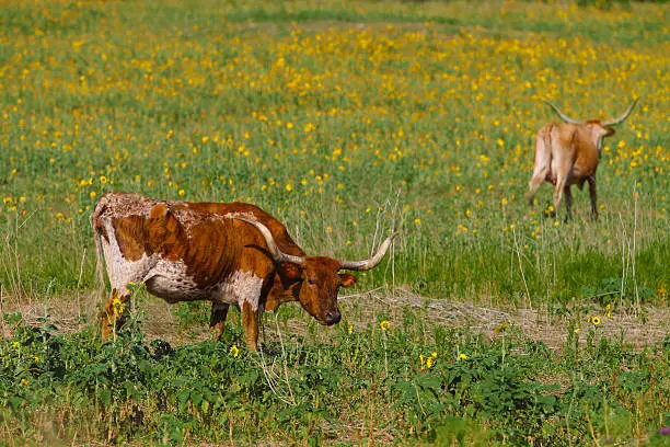 University of Texas Longhorns' mascot Bevo grazes on sunflower pasture before the football game