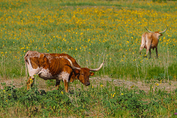 longhorn bevo - northern lake zdjęcia i obrazy z banku zdjęć