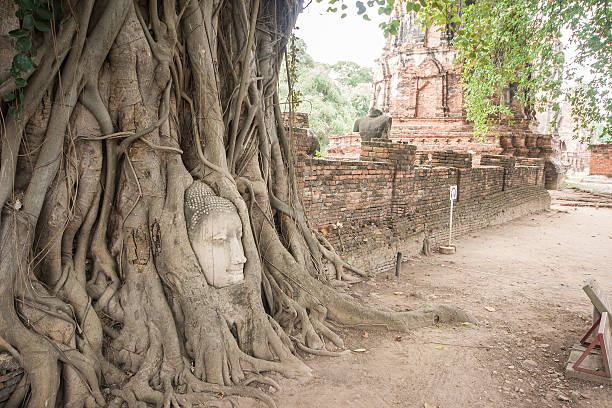 istock Banyan roots covering the buddha head. 466857124