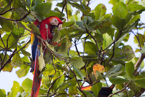 istock Macaw in Costa Rica 466858454