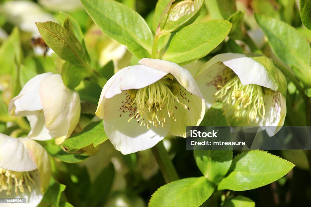 Image of cream hellebore flowers, flowering helleborus orientalis Pretty Ellen-White Photo showing some cream / white hellebore flowers that are growing in a herbaceous garden border.  These flowers emerge towards the end of spring, providing colour to the garden in between the snowdrops and crocuses, and tulips and daffodils.  Of note, this particular variety is: Helleborus Orientalis x hybridus 'Pretty Ellen White'. Lenten Hellebore Stock Photo