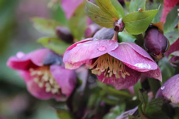 Photo showing some dark red / pink / purple hellebore flowers that are growing in a herbaceous garden border.  These flowers emerge towards the end of spring, providing colour to the garden in between the snowdrops and crocuses, and tulips and daffodils.  Of note, this particular variety is: Helleborus Orientalis x Anna's Red.