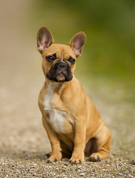 istock Young French Bulldog 466861172