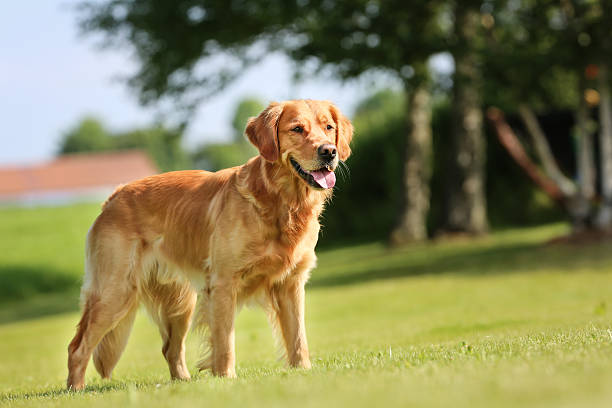 istock Golden retriever dog 466861178