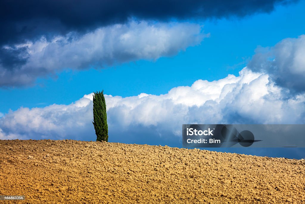 Lonely Cypress Tree, Tuscany, Italy lonely cypress tree under dramatic sky, plowed field in foreground, Tuscany, Italy 2015 Stock Photo