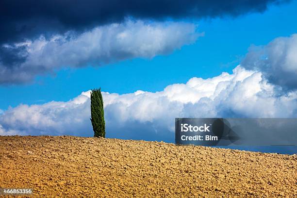 Lonely Cypress Tree Tuscany Italy Stock Photo - Download Image Now - 2015, Agricultural Field, Autumn