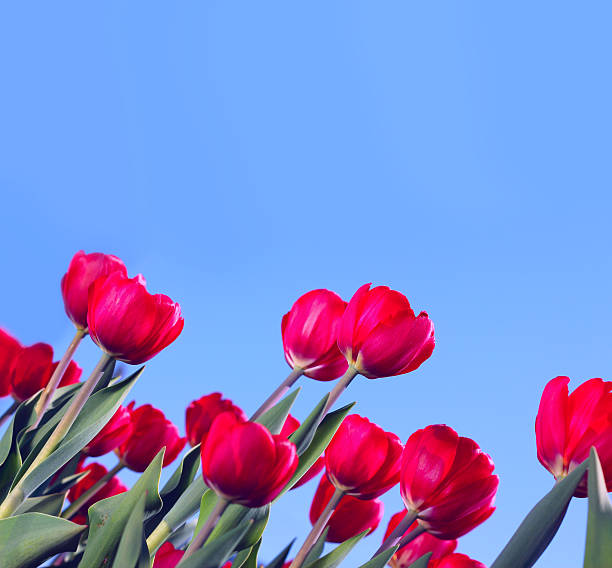 istock Red tulips in the garden 466863416