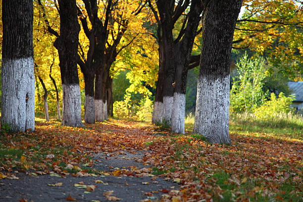 istock Autumn trees and alley 466863430