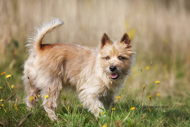 Light-brown Cairn Terrier dog Purebred dog outdoors on a sunny summer day. cairn terrier stock pictures, royalty-free photos & images