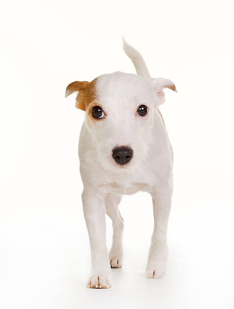 istock Danish Swedish Farmdog 466863666