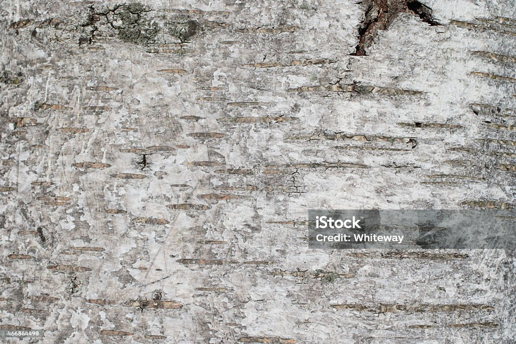 Textured bark background silver birch close up Silver birch tree trunks ((Betula pendula)) grow old and fall, the bark becomes becomes cracked and full of character, giving both pattern and texture. Close up, background texture. 2015 Stock Photo