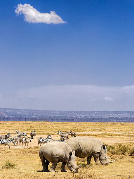 istock White Rhinos and Zebras with cloud 466866098