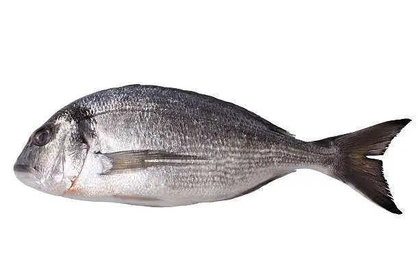 Photo of Fresh gilt-head bream