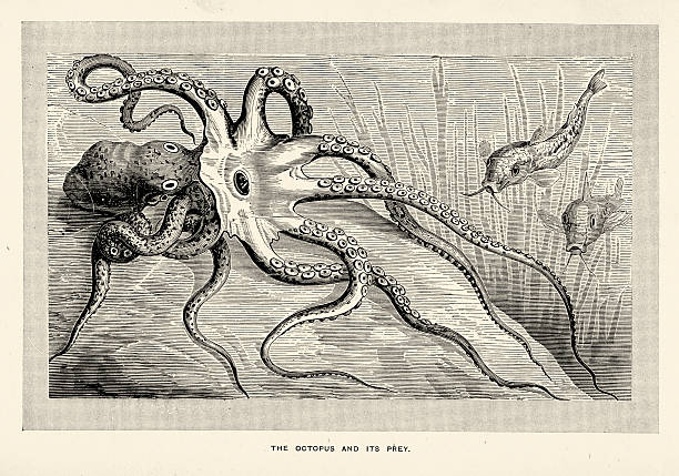 ośmiornica i jego zdobycz - fish sea life sea animals hunting stock illustrations