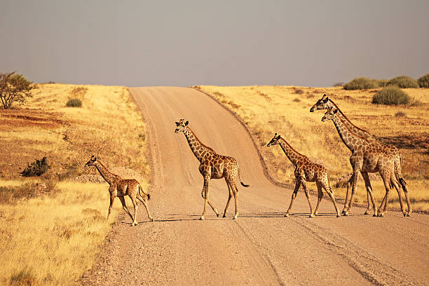 gruppe von giraffen auf der schotterstraße in der sandwüste in namibia - namibia stock-fotos und bilder