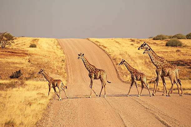gruppo di giraffe camminare sulla strada sterrata in namibia - repubblica della namibia foto e immagini stock