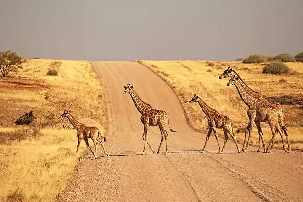 Photo of Group of Giraffes Walking on the gravel road in Namibia
