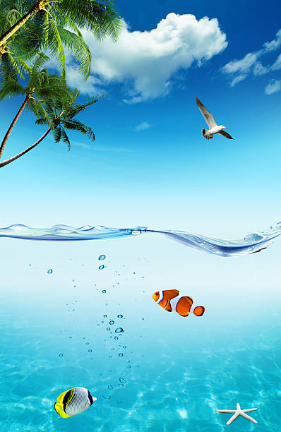 istock Ocean and tropical fishes 466869419