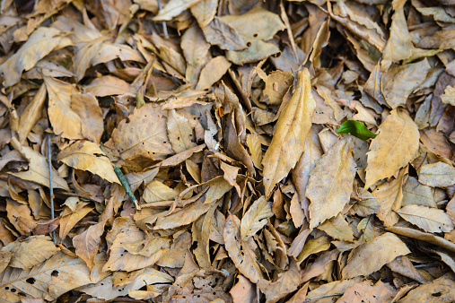 Many fall dried leaf backgrounds.