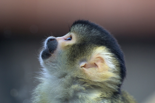 Close up face of  Bolivian Squirrel Monkey looking up.