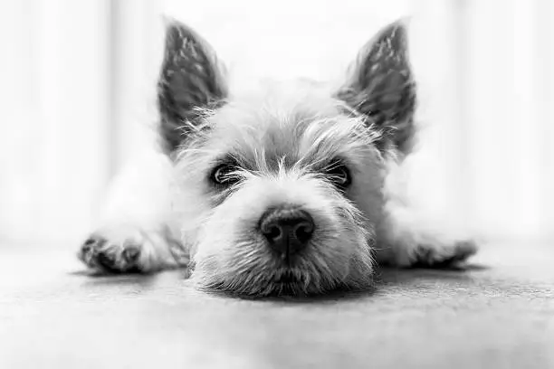 White west highland terrier close up. Lying down on the floor. Looking at camera.