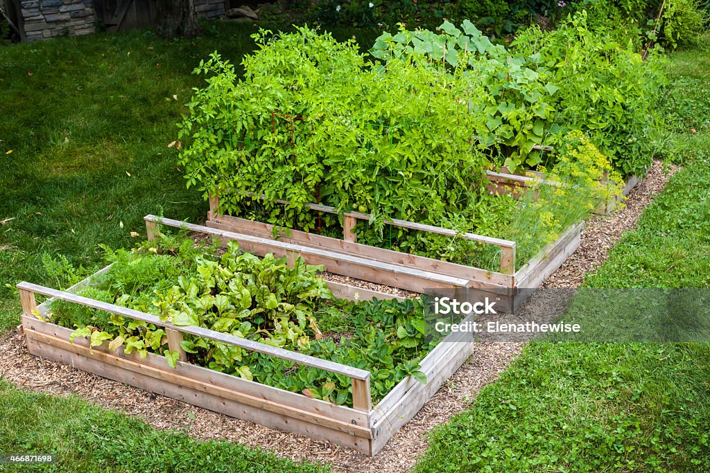 Vegetable garden in raised boxes Three raised garden beds growing fresh vegetables in a backyard 2015 Stock Photo