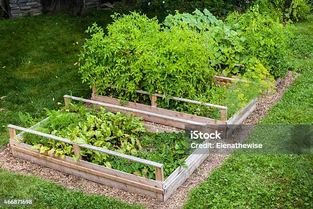Vegetable Garden In Raised Boxes Stock Photo - Download Image Now - 2015, Agriculture, Beet