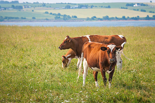 kühe auf prince edward island - ayrshire stock-fotos und bilder