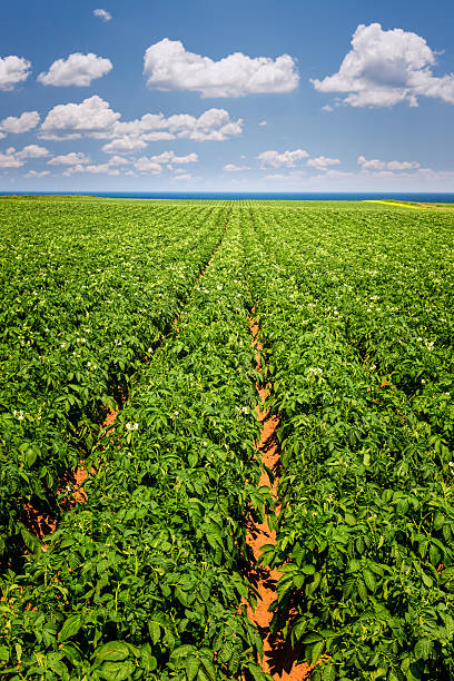 istock Potato field in Prince Edward Island 466871758