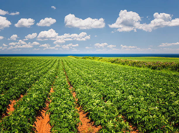 Potato field in Prince Edward Island