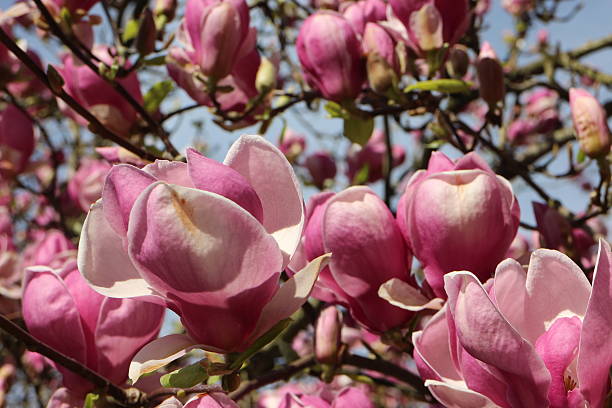 istock Magnolia blossoms and sunny day 466871848