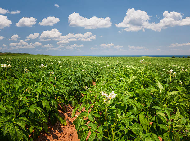 campo de batata em ilha prince edward - raw potato field agriculture flower imagens e fotografias de stock