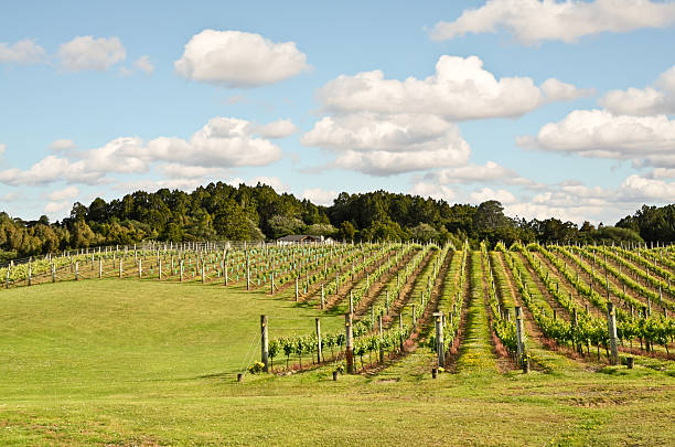 istock Winery in New Zealand 466872498