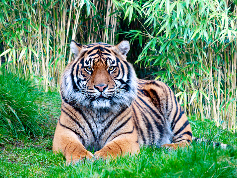 Tiger grabbin horse leg from a string in water pond at the Zoo of Kristiansand, Norway.