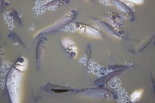 poisoned-river.jpg?b=1&s=170x170&k=20&c=aGkVzBfmd_BoRKIniANTYo-E7R_6c8vdvPY13bsxjkI=
