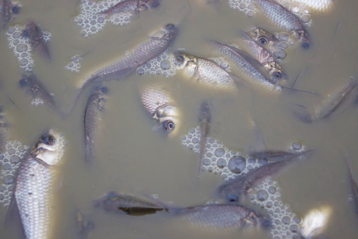 Massive fish kills in the poisoned river,photograpy