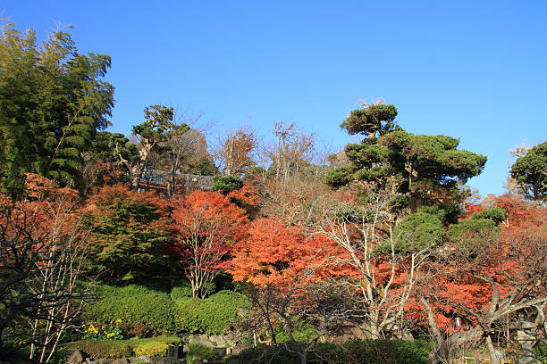 istock Autumn leaves in Japan 466877683