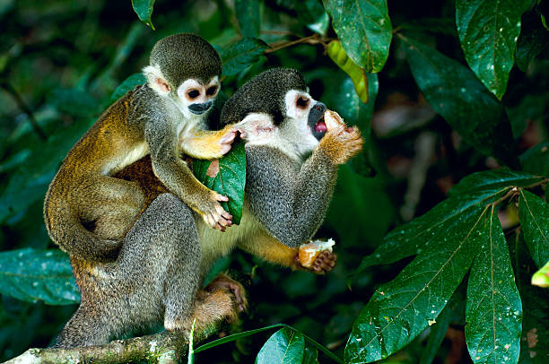 mono ardilla común en selva tropical amazónica - amazonía del perú fotografías e imágenes de stock