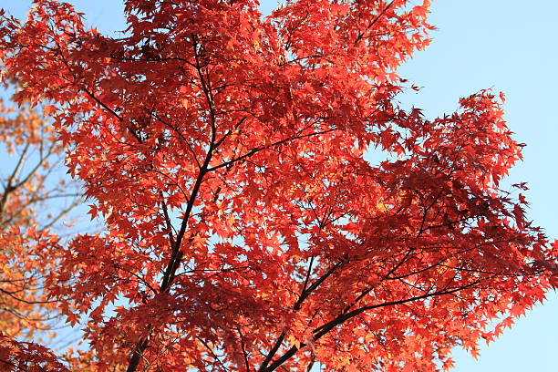 Autumn leaves in Japan