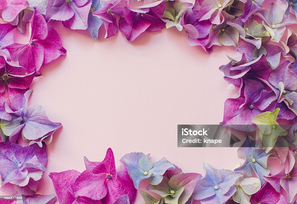 Hortensia - Hydrangea Spring flowers frame Hortensia - Hydrangea Spring flowers arrangement in frame shape 2015 Stock Photo