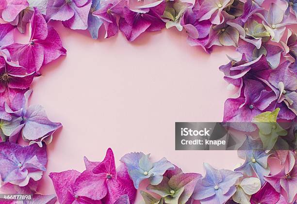 Hortensia Hydrangea Spring Flowers Frame Stock Photo - Download Image Now - 2015, Arrangement, Arranging