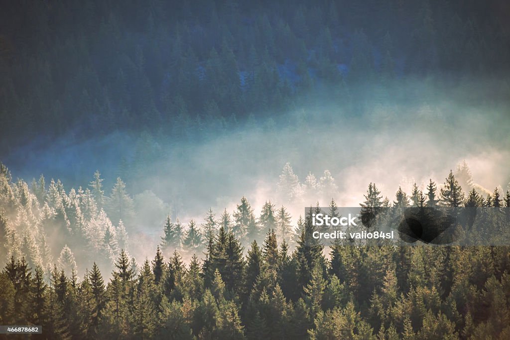 View of misty fog mountains in autumn Tree Stock Photo