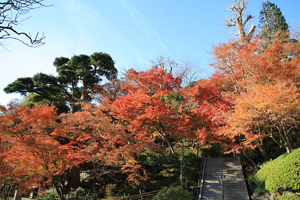 Autumn leaves in Japan