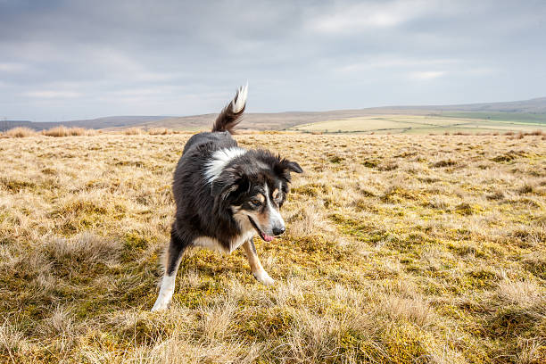 istock Friendly border collie on moorland grass 466880602