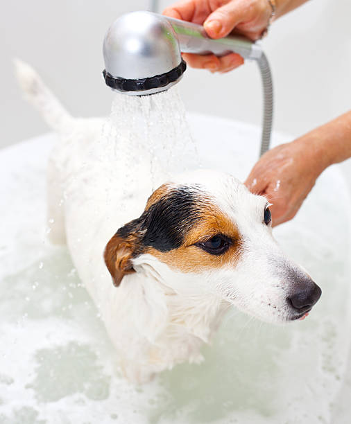 istock Dog taking a bath in bathtub 466880679