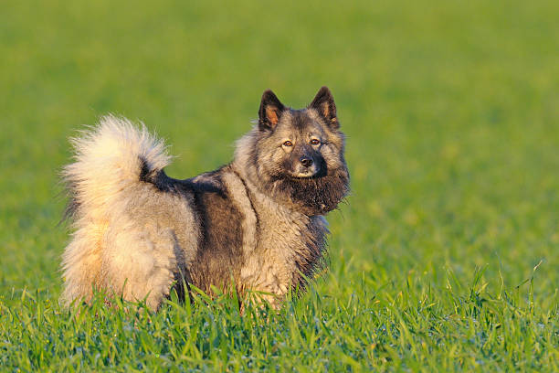 cane spitz lupo - keeshond foto e immagini stock