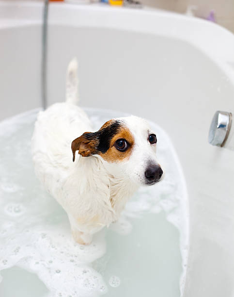 istock Dog taking a bath in bathtub 466880729