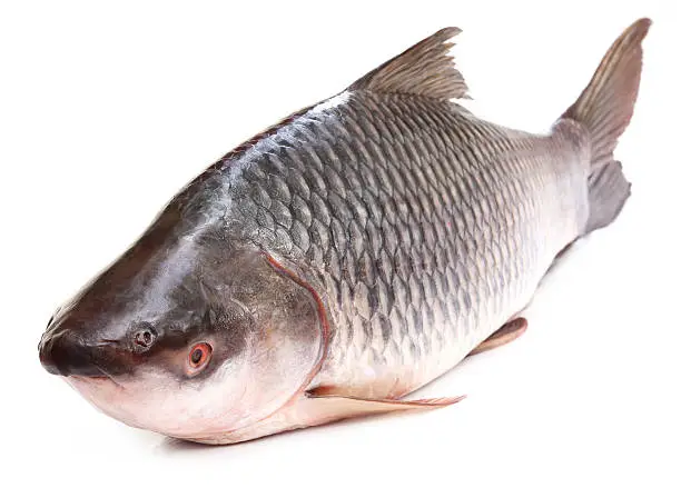 Photo of Rohu or Rohit fish of Indian subcontinent