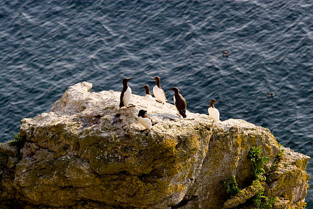 istock Razorbill.JH Bull Goose 466881281